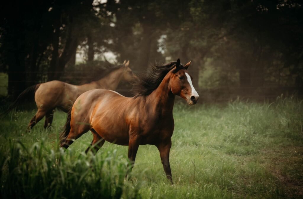 Oak Acres Horse Boarding